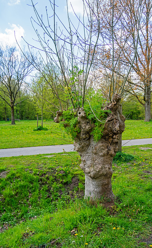 欧洲白蜡树(Fraxinus excelsior)