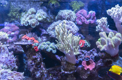 阳光海洋水族馆的珊瑚礁。