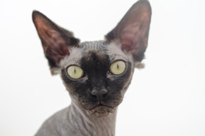 血统Sphynx猫