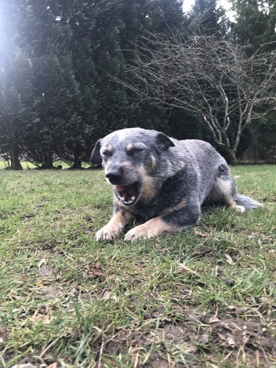 澳洲牧牛犬