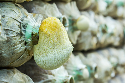 近距离观察泰国猴头蘑菇菌类框架