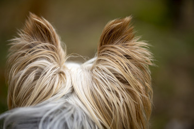 后视图的背面的约克郡梗犬的头看远了。