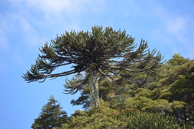 Araucaria