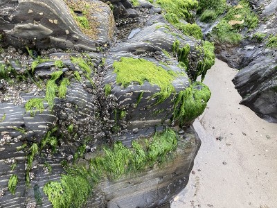 海滩上的潮池岩石上生长着绿色的植物