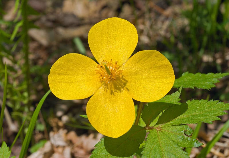 花(Hylomecon vernalis)