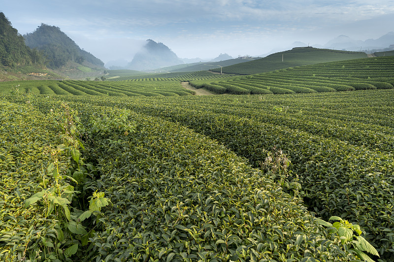 雾濛濛的早晨，在墨洲高地的绿茶山上