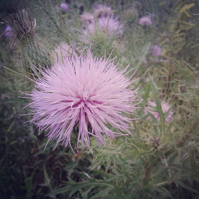 粉色德州蓟花