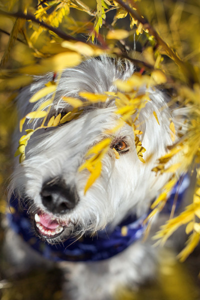 俄罗斯南部牧羊犬