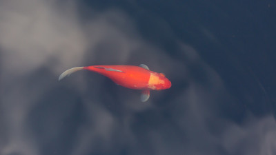 鲤鱼