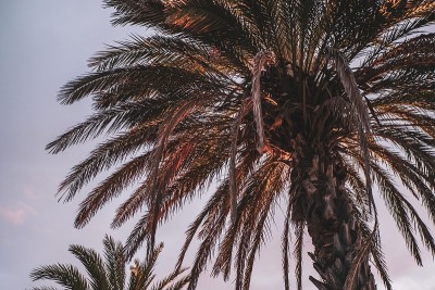 棕榈树