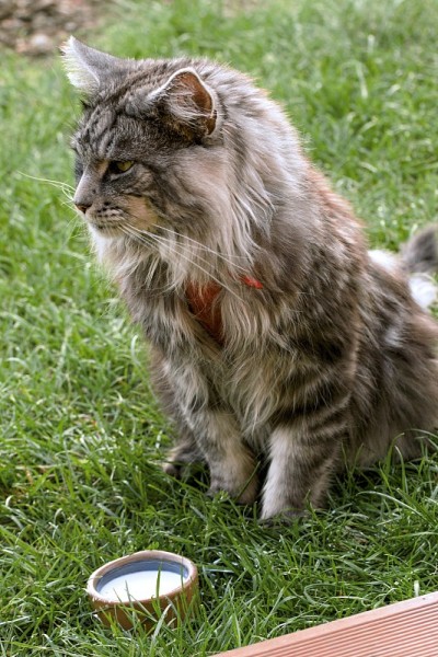 花园里有只缅因猫