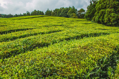 葡萄牙亚速尔群岛圣米格尔岛的Cha Gorreana茶园