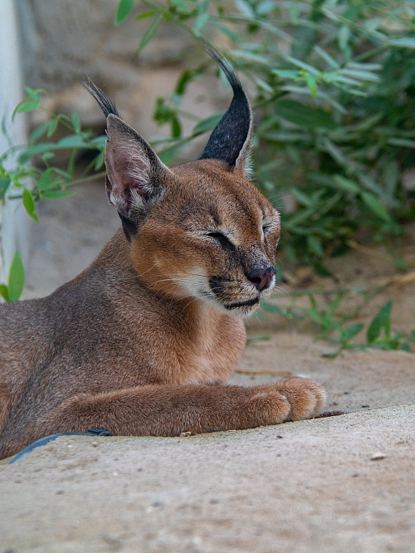 圈养的濒危野猫