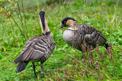 一对内内鹅，也被称为夏威夷鹅(Branta sandvicensis)