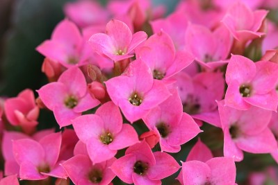 花在日本