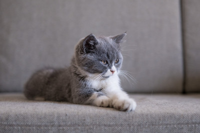 灰色英国短毛猫，室内