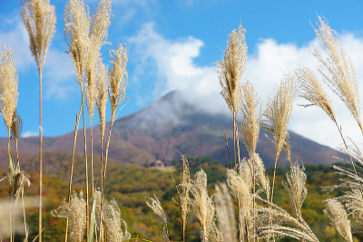 秋叶，日本福岛