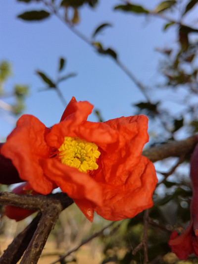 花