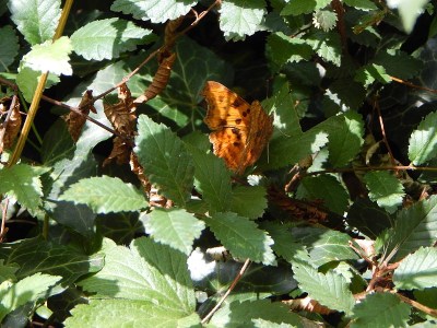 叶子上有逗号、橙色蝴蝶(polygonia c-album)