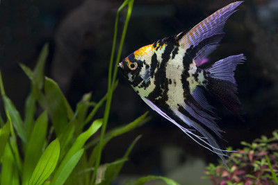 天使鱼在绿色的水族馆
