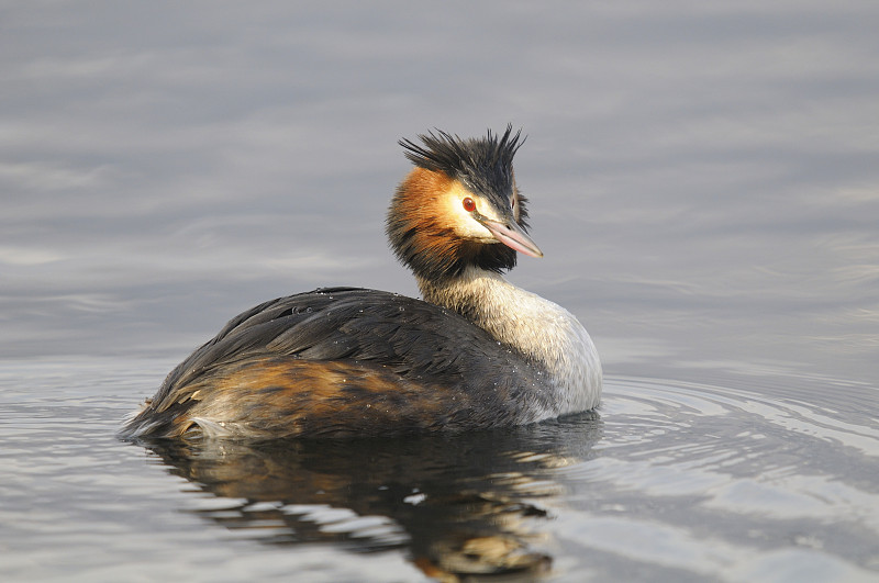 大冠毛鸊鷉，Podiceps cristatus Linnaeus