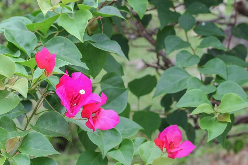 九重葛花紫色美丽，自然在花园里