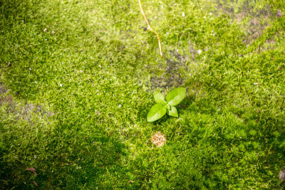 热带雨林中的绿色苔藓，小型无花植物
