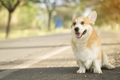 夏日阳光明媚的草地上，柯基犬在嬉戏