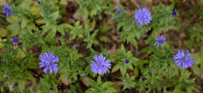 蓝色新苜苔花