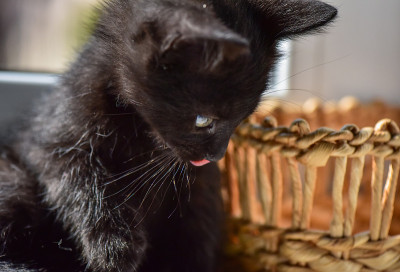 猫的肖像