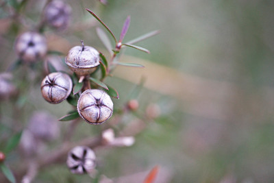 Leptospermum scoparium
