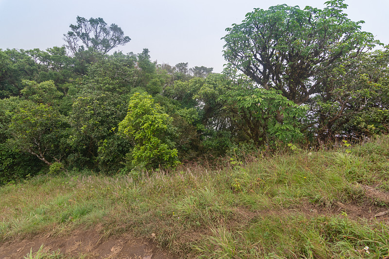 雾和绿色的草山山顶在mon jong doi，泰国