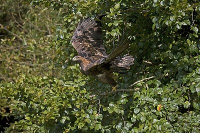 金鹰，aquila chrysaetos，在飞行中