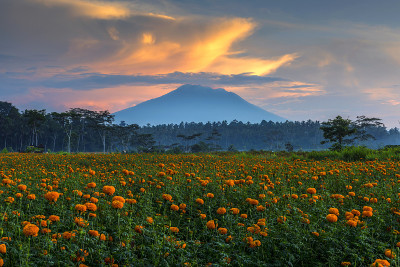 从gumitir花园拍摄，并观看阿贡山，Karangasem巴厘岛