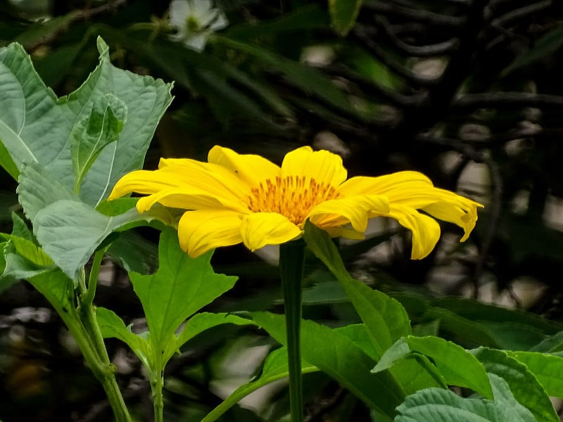 黄色兰花大丽花