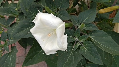 曼陀罗花纯白色，叶大，深绿色。