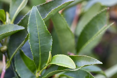 茶树在灌木的上部叶子上。树枝上的绿茶叶子