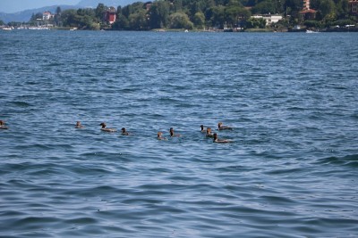 Mergus merganser on Lake Maggiore, Italy