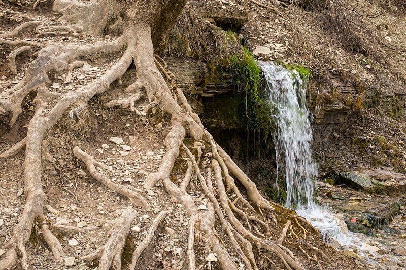 清澈的泉水从岩石山坡上流出来。伊兹博尔斯克，普斯科夫地区，俄罗斯。