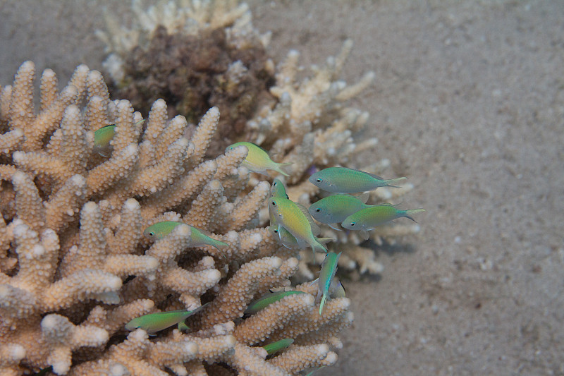 绿铬在Acropora humilis珊瑚