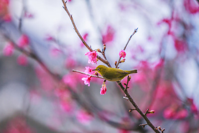 鸟日本白眼和樱花