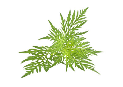 豚草植物在过敏季节分离在白色背景上，常见过敏原