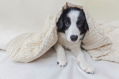 滑稽的肖像可爱的微笑小狗边境牧羊犬在床上在家