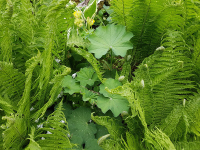 弗ostrich在学;真;像Matteuccia, struthiopteris;当时来说