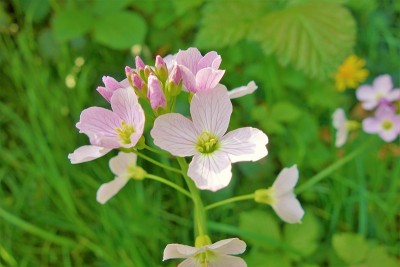 杜鹃花(草地碎米)。
