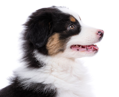 澳大利亚牧羊犬的小狗