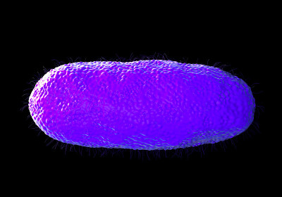 Salmonella typhimurium bacterium