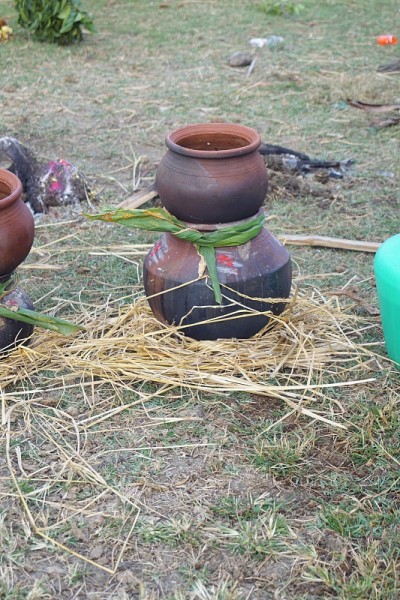 这是泰米尔纳德邦的传统节日，被称为pongal