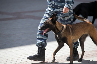 带训犬员的警犬