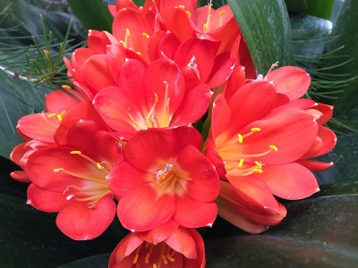 近距离的灌木百合开花